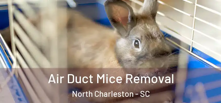  Air Duct Mice Removal North Charleston - SC